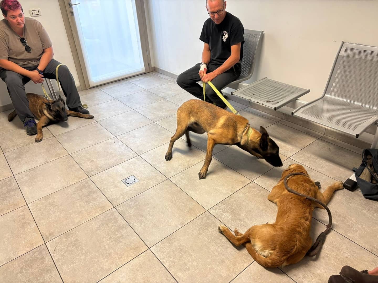 Addestramento cinofilo indoor con cani da soccorso Malinois al guinzaglio