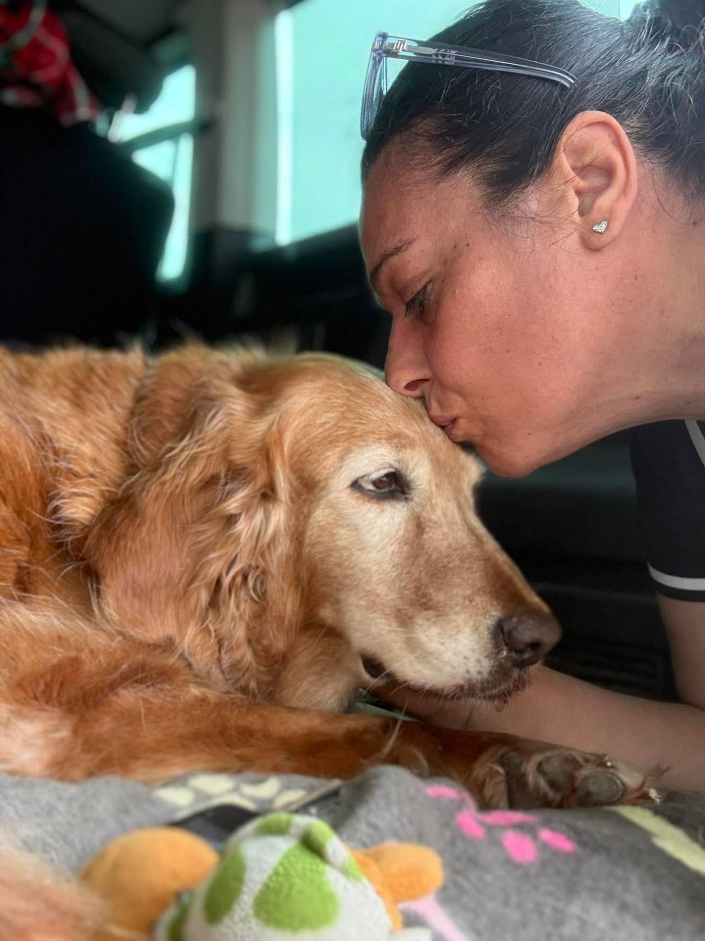 Bacio sulla testa a un Golden Retriever anziano