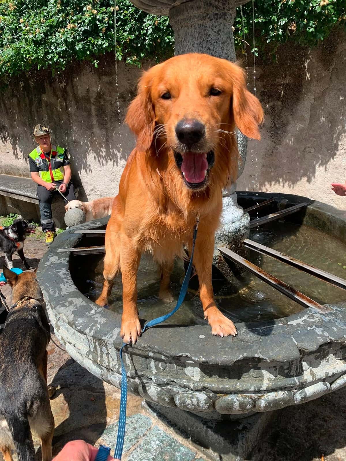 Primo piano di un Golden Retriever bagnato accanto a una fontana