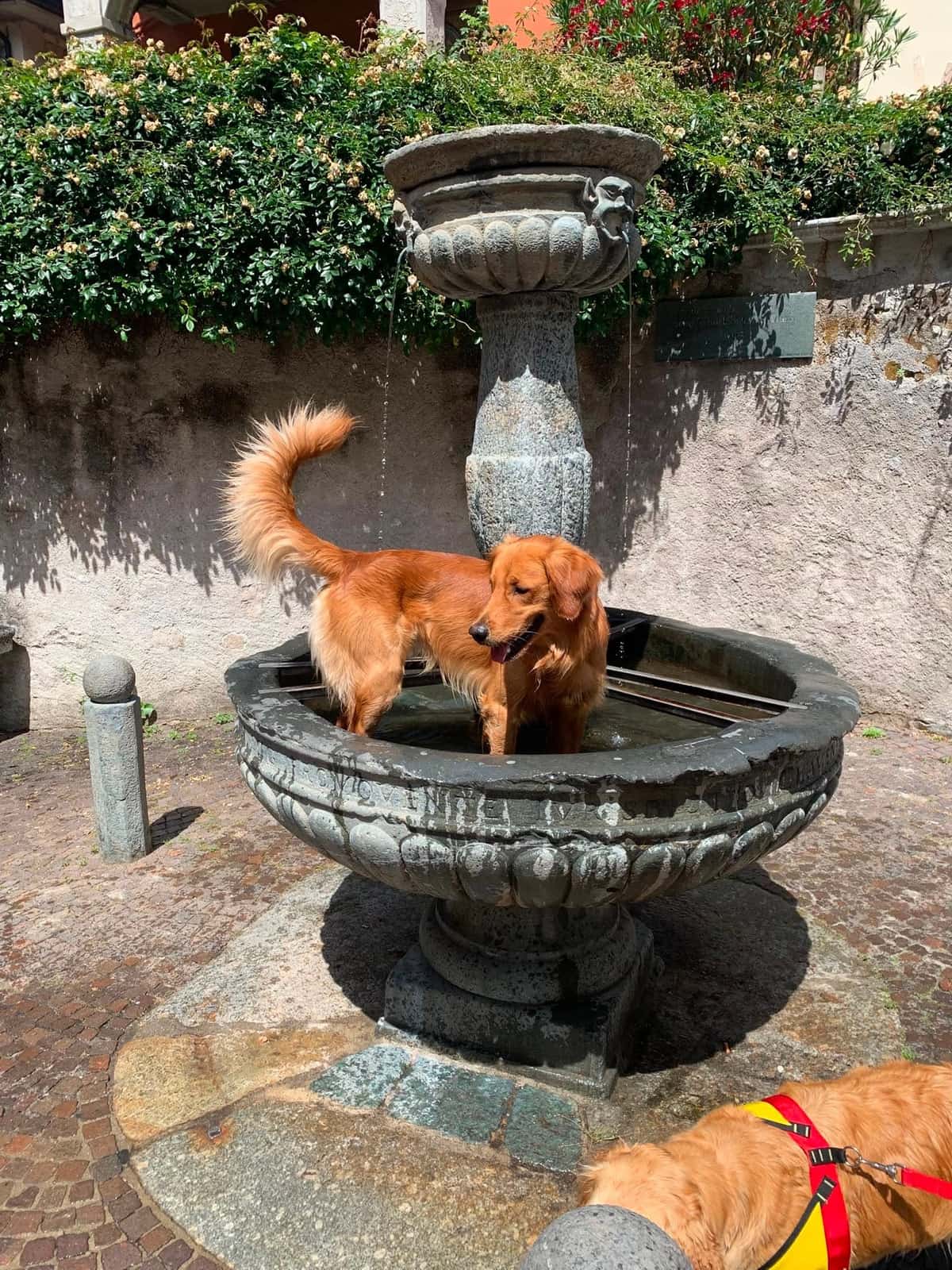 Golden Retriever si rinfresca in una fontana storica