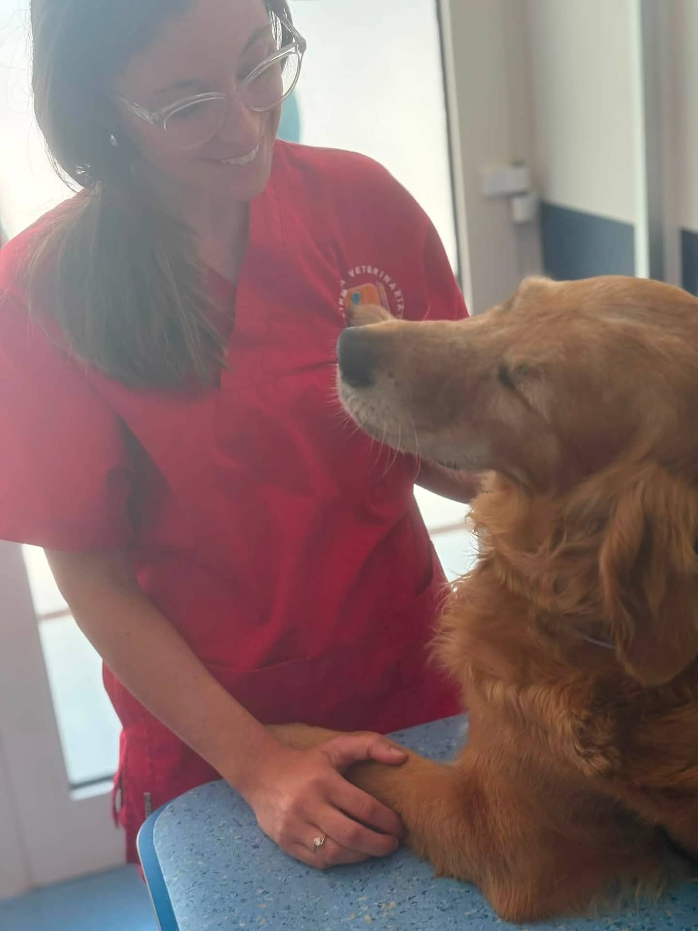 Golden Retriever anziano durante un controllo veterinario